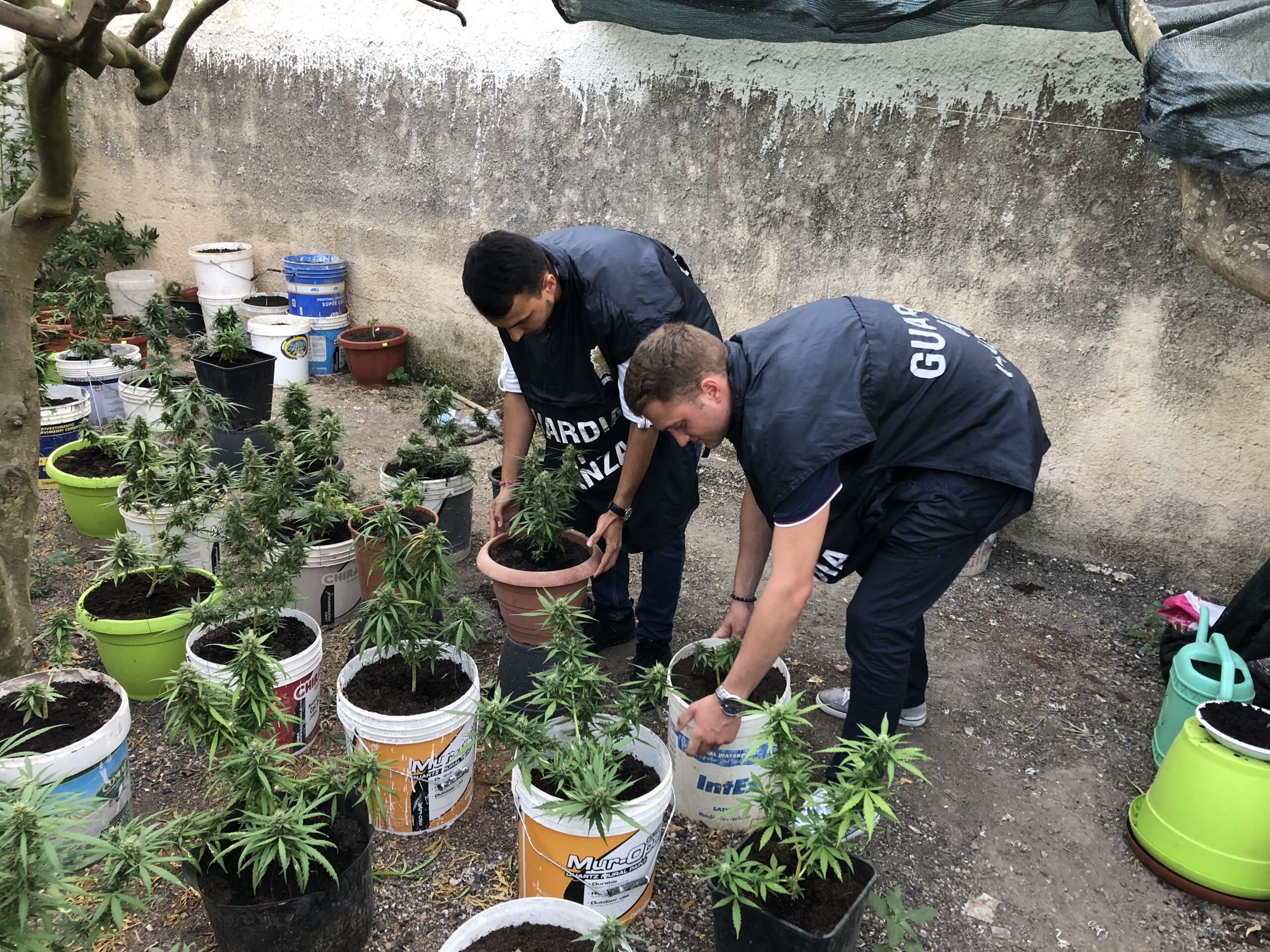 Pensionato trafficava Marijuana, trovati 165 kg