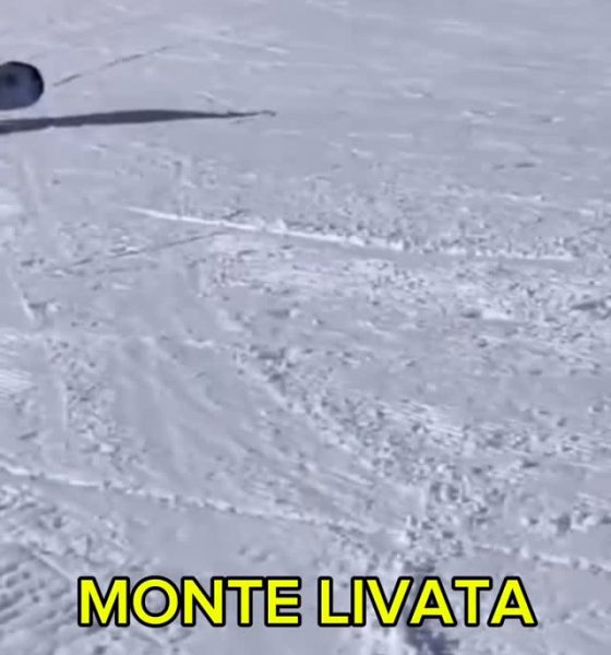 VIDEO Cinghiali conservatori amano gli sci e detestano chi usa la tavola…